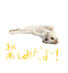 茶白猫と三毛猫の写真スタンプ4（個別スタンプ：28）