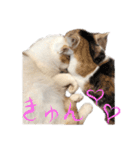茶白猫と三毛猫の写真スタンプ4（個別スタンプ：32）