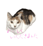 茶白猫と三毛猫の写真スタンプ4（個別スタンプ：37）