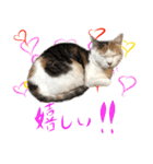 茶白猫と三毛猫の写真スタンプ4（個別スタンプ：38）