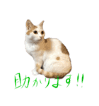 茶白猫と三毛猫の写真スタンプ4（個別スタンプ：40）