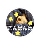モコ♀の日常～敬語編～（個別スタンプ：3）