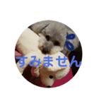 モコ♀の日常～敬語編～（個別スタンプ：5）