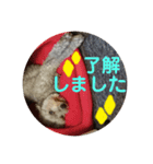 モコ♀の日常～敬語編～（個別スタンプ：7）