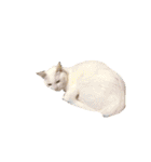 楽しい生物知識（個別スタンプ：36）