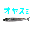 さかな B 手書き風文字（個別スタンプ：13）