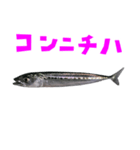 さかな B 手書き風文字（個別スタンプ：14）