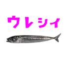 さかな B 手書き風文字（個別スタンプ：23）