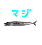 さかな B 手書き風文字（個別スタンプ：25）