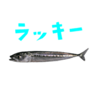 さかな B 手書き風文字（個別スタンプ：28）