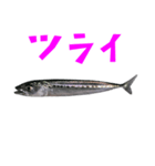 さかな B 手書き風文字（個別スタンプ：29）