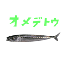 さかな B 手書き風文字（個別スタンプ：30）