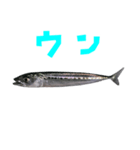 さかな B 手書き風文字（個別スタンプ：31）