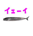 さかな B 手書き風文字（個別スタンプ：35）