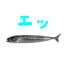 さかな B 手書き風文字（個別スタンプ：37）