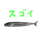 さかな B 手書き風文字（個別スタンプ：39）