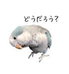 オキナインコのらんちゃんスタンプ（個別スタンプ：1）