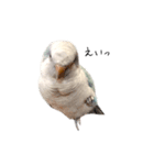 オキナインコのらんちゃんスタンプ（個別スタンプ：5）