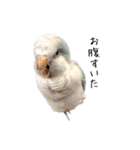 オキナインコのらんちゃんスタンプ（個別スタンプ：7）
