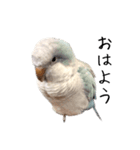 オキナインコのらんちゃんスタンプ（個別スタンプ：9）