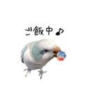 オキナインコのらんちゃんスタンプ（個別スタンプ：12）