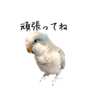 オキナインコのらんちゃんスタンプ（個別スタンプ：13）