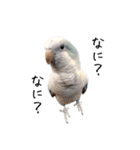 オキナインコのらんちゃんスタンプ（個別スタンプ：14）
