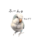 オキナインコのらんちゃんスタンプ（個別スタンプ：15）