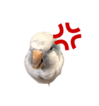 オキナインコのらんちゃんスタンプ（個別スタンプ：16）