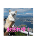 ミルの大冒険！（個別スタンプ：1）