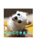 ミルの大冒険！（個別スタンプ：2）