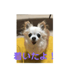 ミルの大冒険！（個別スタンプ：3）
