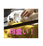 ミルの大冒険！（個別スタンプ：9）