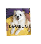 ミルの大冒険！（個別スタンプ：11）
