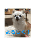 ミルの大冒険！（個別スタンプ：12）