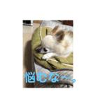 ミルの大冒険！（個別スタンプ：17）