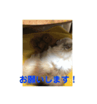ミルの大冒険！（個別スタンプ：19）