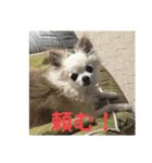 ミルの大冒険！（個別スタンプ：20）