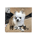 ミルの大冒険！（個別スタンプ：21）