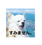 ミルの大冒険！（個別スタンプ：24）