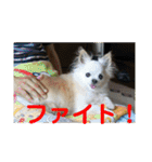 ミルの大冒険！（個別スタンプ：31）
