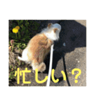 ミルの大冒険！（個別スタンプ：34）