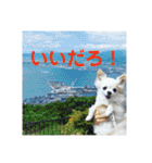 ミルの大冒険！（個別スタンプ：35）