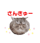 ぶりたまん2（個別スタンプ：10）