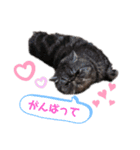 ぶりたまん2（個別スタンプ：13）