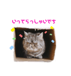 ぶりたまん2（個別スタンプ：14）