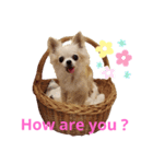 こんにちわわ2（個別スタンプ：1）
