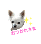 こんにちわわ2（個別スタンプ：3）