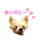 こんにちわわ2（個別スタンプ：4）