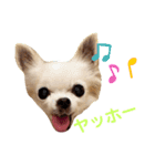 こんにちわわ2（個別スタンプ：6）